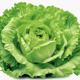 Lettuce